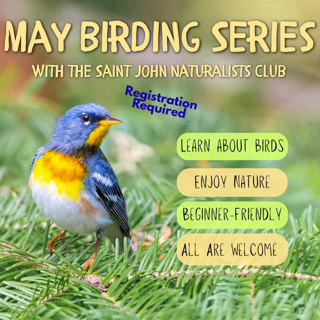 Birding K-Park Lagoons/Bishops Lands Trail with Hank Scarth
